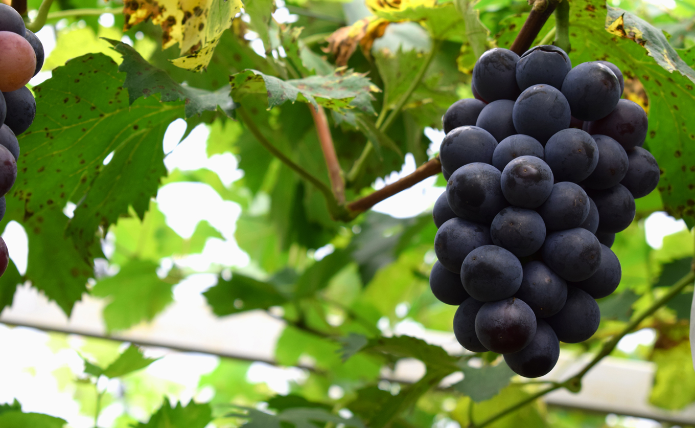 ããŸããã¶ã©ã è©°ãåãã 2.4kg èŽ
æ²¢ã»ãã 4æ¿ä»¥äž ææ¡ã ãã㊠è¡è ã·ã£ã€ã³ãã¹ã«ãã éå® ããªãŒã ãžã¥ãšã«ãã¹ã«ãã ã¯ã€ãŒã³ããŒã ãã«ãŒã æç© ãã ãã® å·èµ æééå® èŽç ã®ãã 芳å
蟲åãã£ã¯ã£ã¯! é«ç¥ 倧æçº