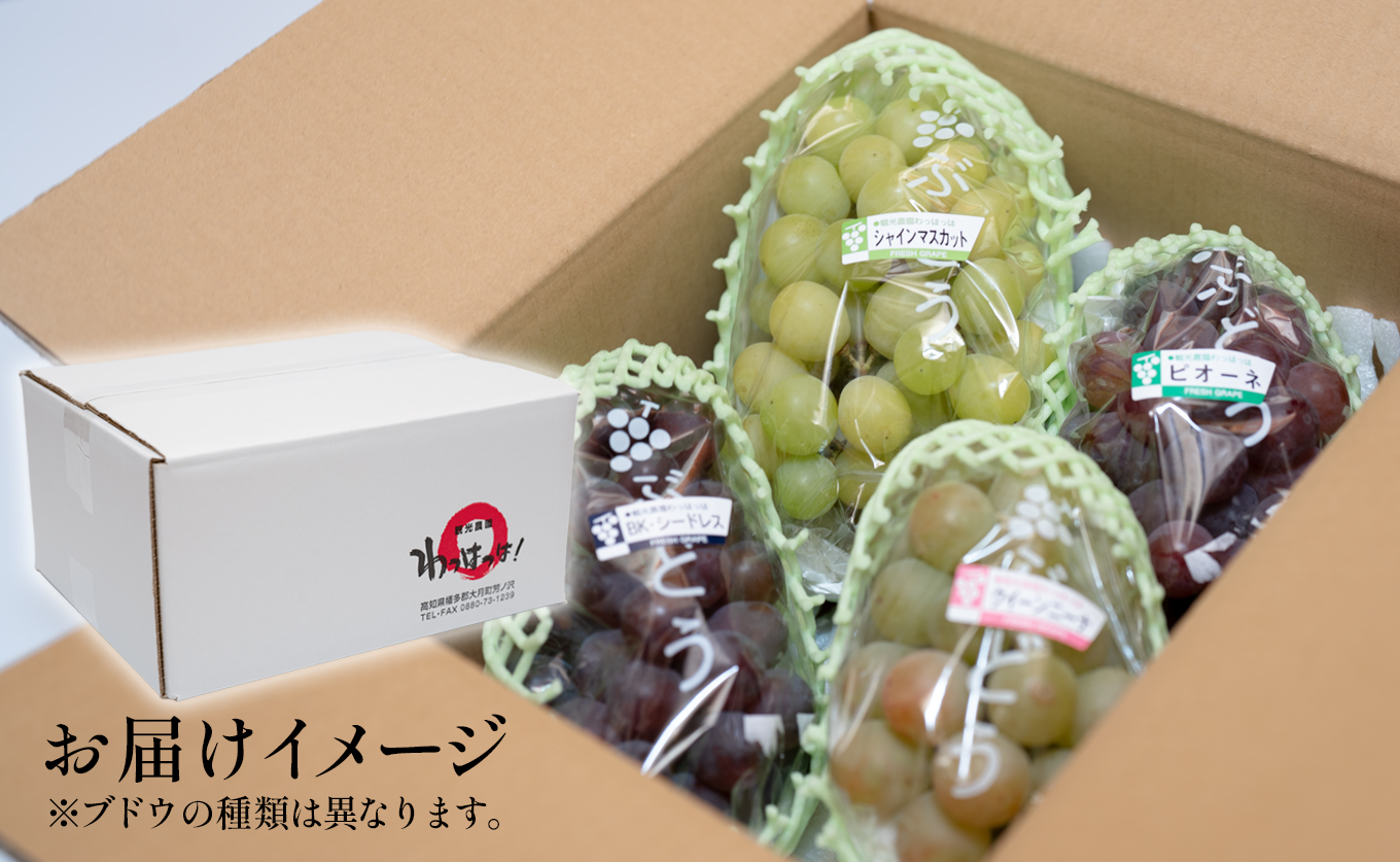 ããŸããã¶ã©ã è©°ãåãã 2.4kg èŽ
æ²¢ã»ãã 4æ¿ä»¥äž ææ¡ã ãã㊠è¡è ã·ã£ã€ã³ãã¹ã«ãã éå® ããªãŒã ãžã¥ãšã«ãã¹ã«ãã ã¯ã€ãŒã³ããŒã ãã«ãŒã æç© ãã ãã® å·èµ æééå® èŽç ã®ãã 芳å
蟲åãã£ã¯ã£ã¯! é«ç¥ 倧æçº