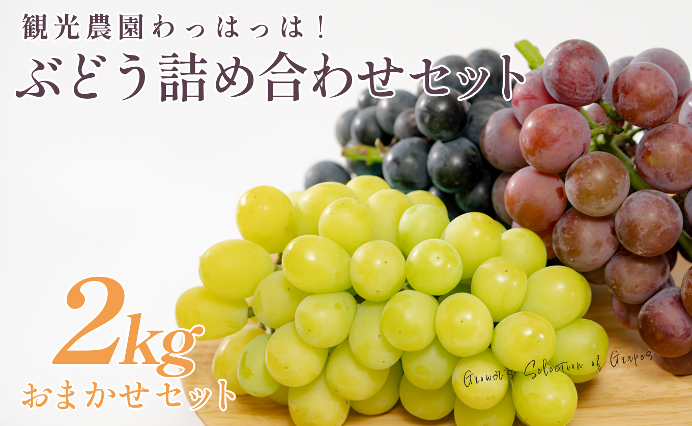 ぶどう 人気3種 詰め合わせ 2kg セット 食べ比べ 朝採れ ブドウ 葡萄 ブラックビート ピオーネ シャインマスカット フルーツ 果物 くだもの 冷蔵 期間限定 贈答 ギフト ぶどう狩り ぶどう農園 子ども向け 観光農園わっはっは! 高知 大月町