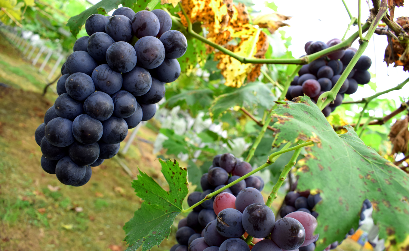 ぶどう 人気3種 詰め合わせ 2kg セット 食べ比べ 朝採れ ブドウ 葡萄 ブラックビート ピオーネ シャインマスカット フルーツ 果物 くだもの 冷蔵 期間限定 贈答 ギフト ぶどう狩り ぶどう農園 子ども向け 観光農園わっはっは! 高知 大月町