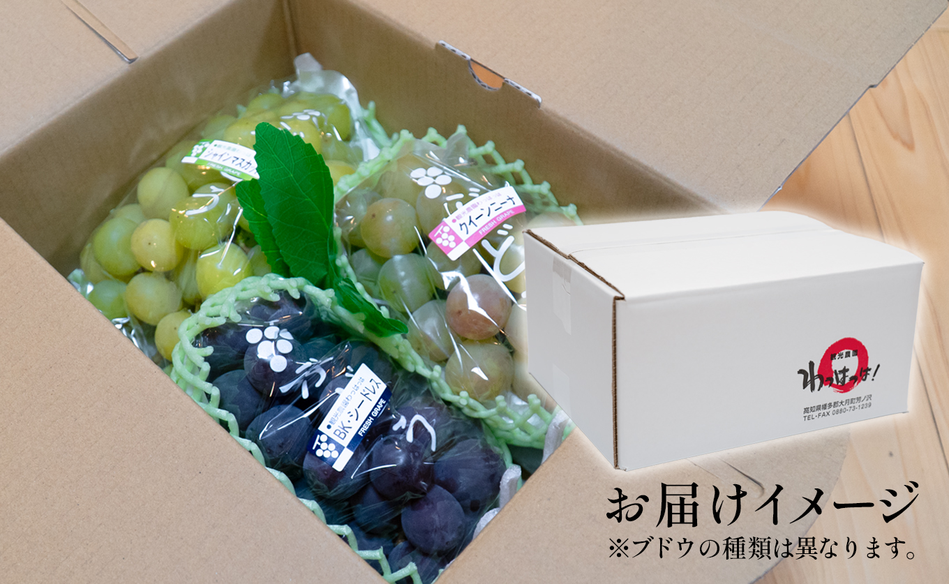 ぶどう 人気3種 詰め合わせ 2kg セット 食べ比べ 朝採れ ブドウ 葡萄 ブラックビート ピオーネ シャインマスカット フルーツ 果物 くだもの 冷蔵 期間限定 贈答 ギフト ぶどう狩り ぶどう農園 子ども向け 観光農園わっはっは! 高知 大月町