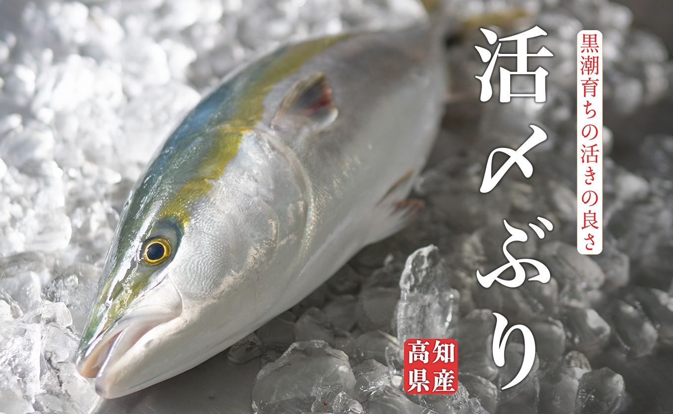 高知県産 ぶり 活〆 丸ごと 1本 4kg以上 鰤 ブリ 刺身 冷蔵｜一本買い 丸ごと1尾 新鮮 脂のり お刺身 刺し身 さしみ 煮付け ぶりしゃぶ ぶり大根 お正月 年末配送 鮮魚 年末年始 おせち 贈答 ギフト 産地直送 高知 大月町 国産