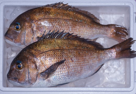 鯛丼の素 5食セット 真鯛 漬け丼 特製タレ 海鮮 刺身 冷凍 真空パック 小分け お取り寄せ 贈答用 海鮮丼 鯛茶漬け 高知 大月町 柏島 谷鮮魚食堂