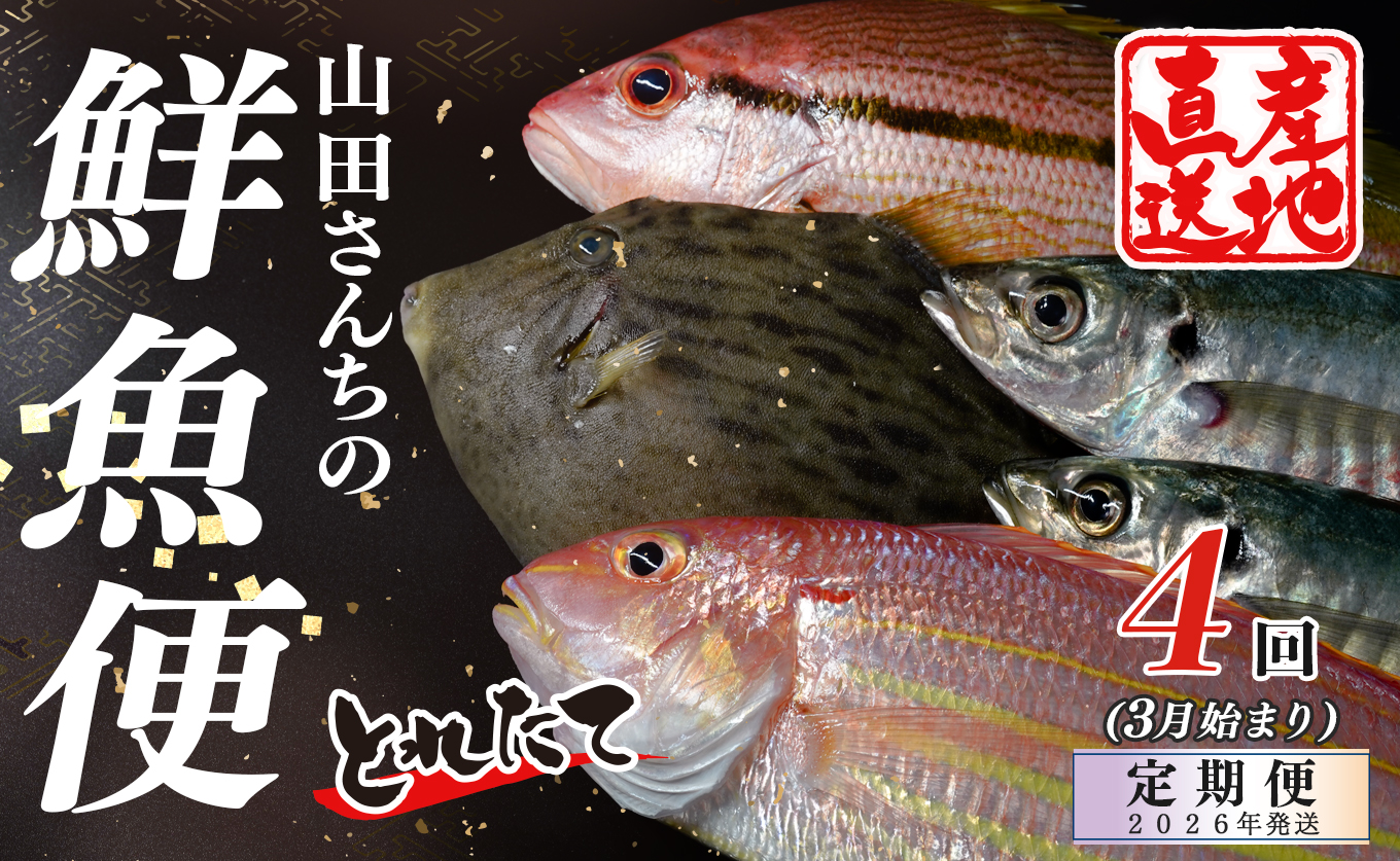 【定期便4回】山田さんちの鮮魚便（3月始まり）