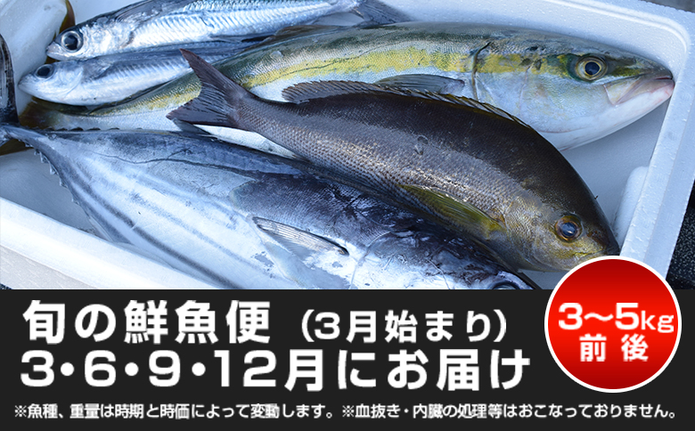 【定期便4回】山田さんちの鮮魚便（3月始まり）
