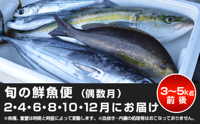 【定期便6回】山田さんちの鮮魚便（奇数月）