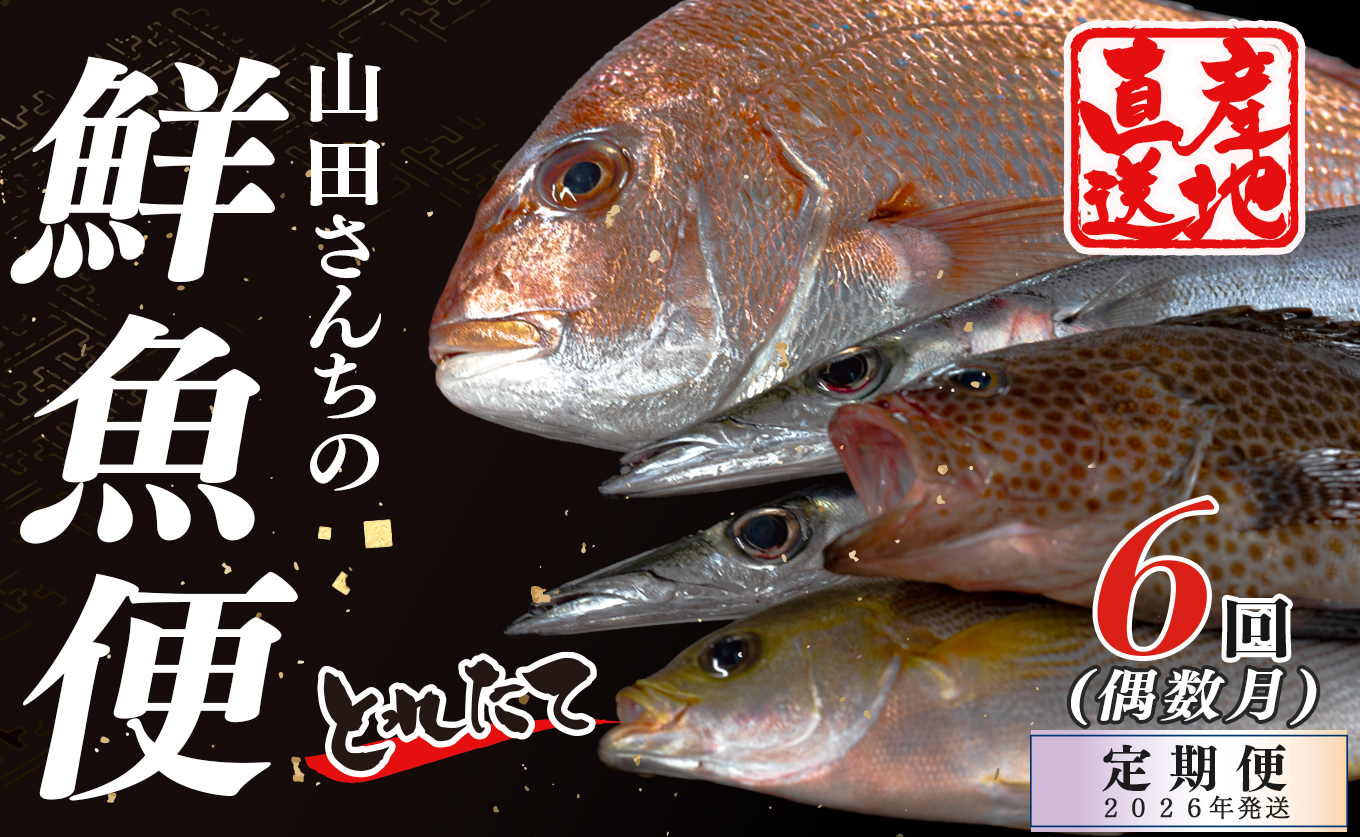 【定期便6回】山田さんちの鮮魚便（偶数月）