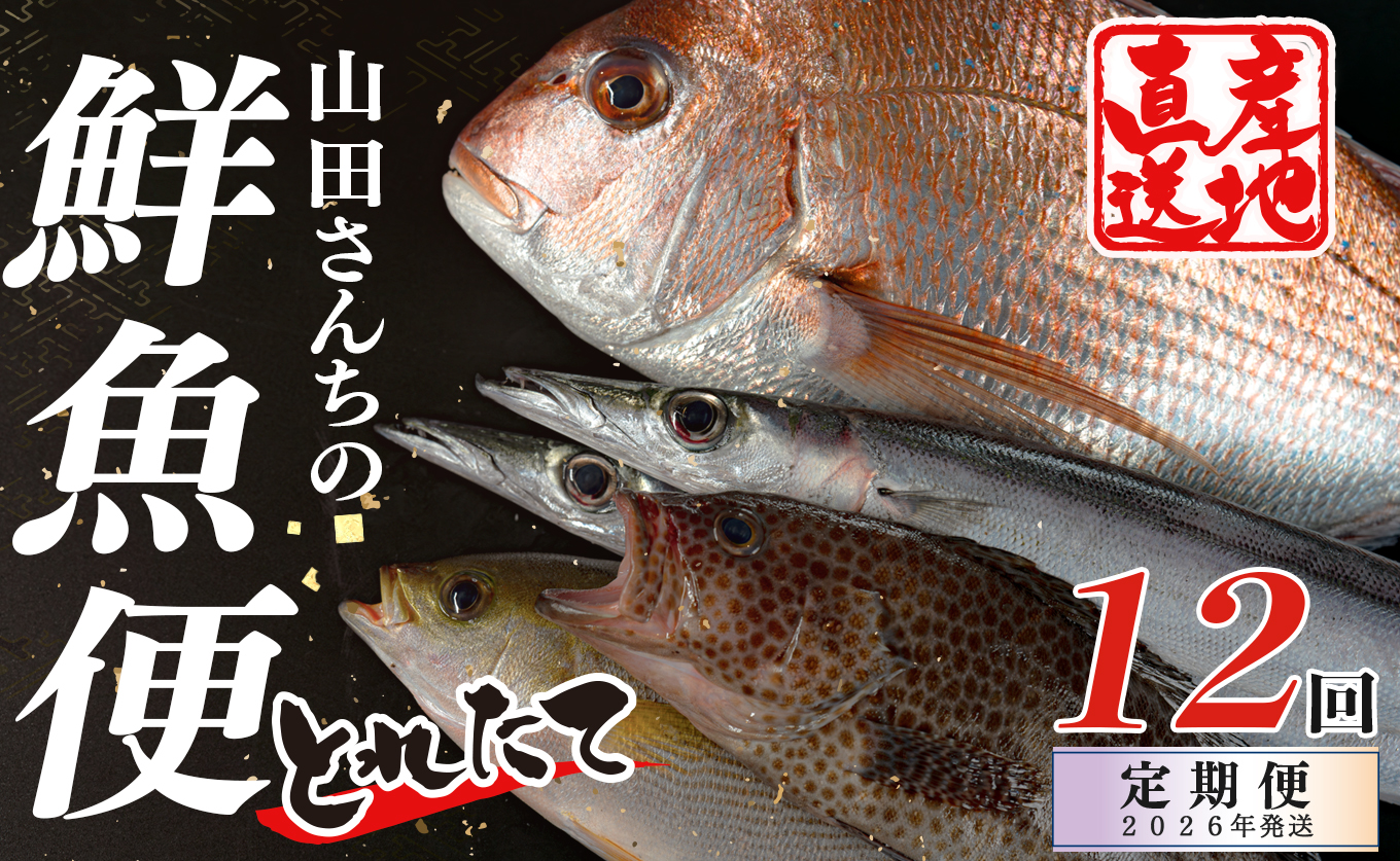 【定期便12回】山田さんちの鮮魚便