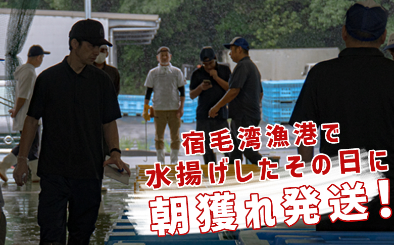 【定期便6回】山田さんちの鮮魚便（奇数月）