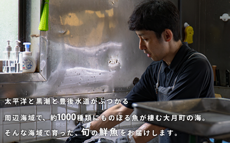 【定期便6回】山田さんちの鮮魚便（奇数月）