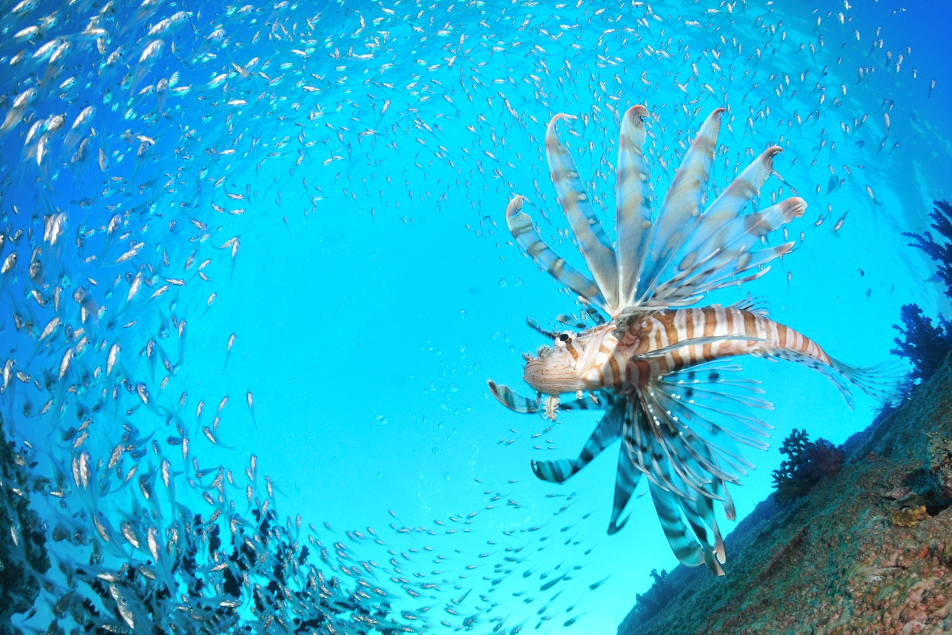 大月町共通ダイビングチケットA