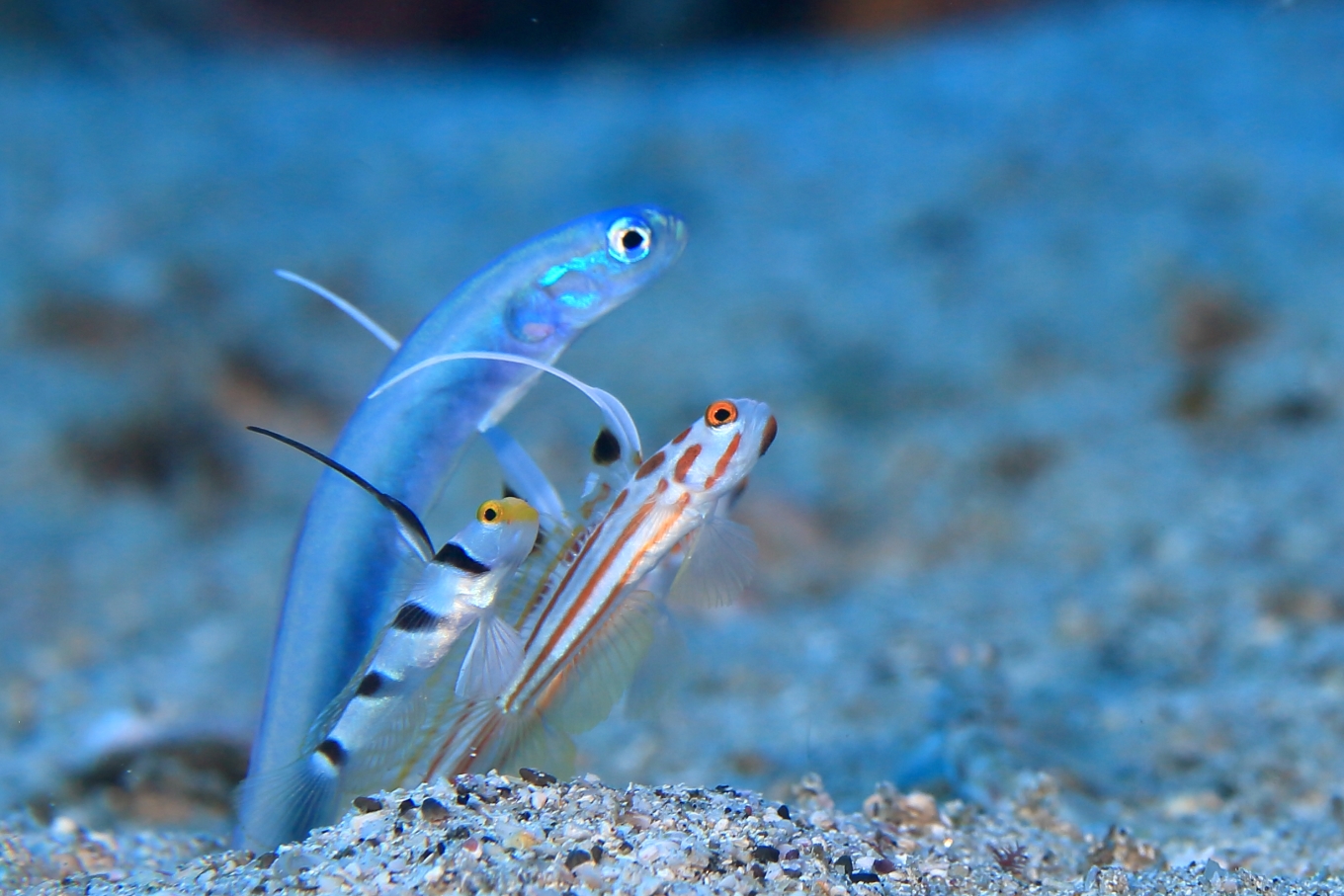 大月町共通ダイビングチケットA