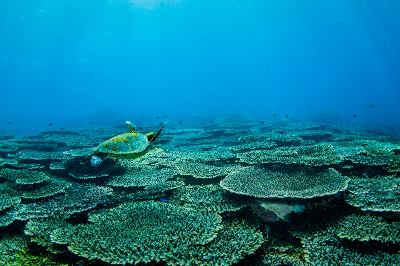 大月町共通ダイビングチケットA