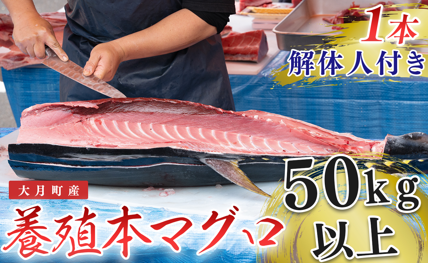 特大 国産 養殖 本マグロ 解体人付き 50kg以上 一本丸ごと 刺身 300人前 まぐろ 出張対応｜本まぐろ クロマグロ   鮪 まぐろ 生まぐろ 丸ごと1本 寿司 1000貫 パーティー 業務用 イベント 解体ショー 限定数量 高知県 大月町産