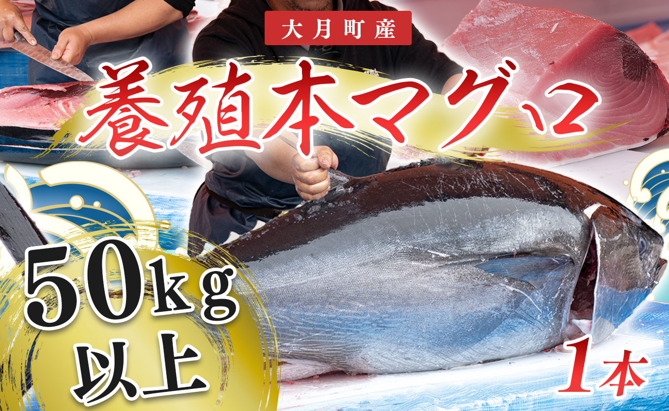 特大 国産 養殖 本マグロ 50kg以上 一本丸ごと 本まぐろ クロマグロ 黒マグロ｜鮪 まぐろ 生まぐろ 丸ごと1本 鮮魚 生食用 高級海鮮 贅沢グルメ 刺身 寿司 パーティー 業務用 イベント 解体ショー 限定数量 飲食店 高知県 大月町産