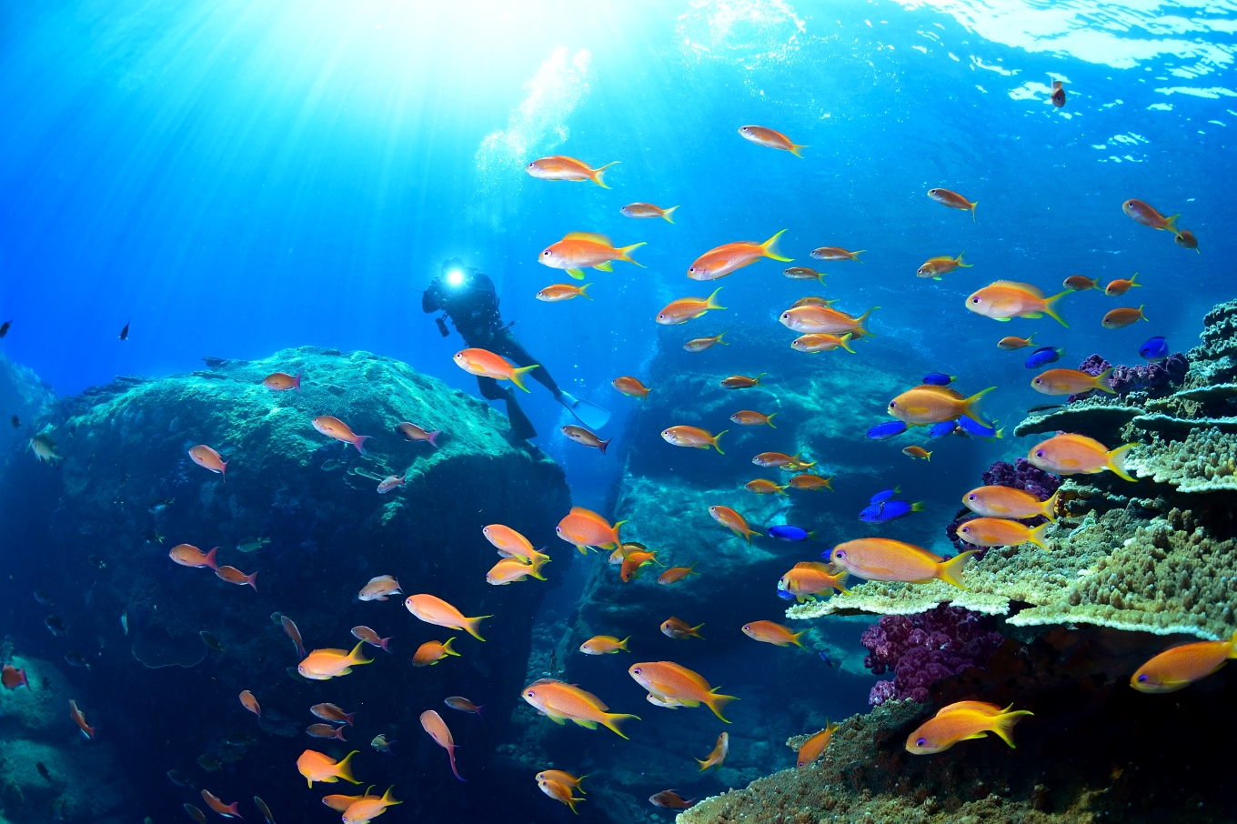 大月町共通ダイビングチケットA