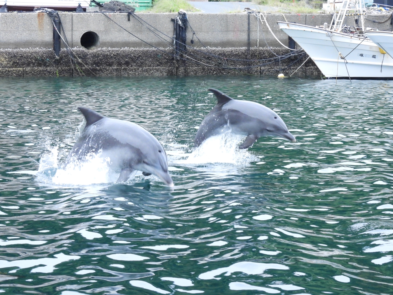 大月町共通ダイビングチケットA