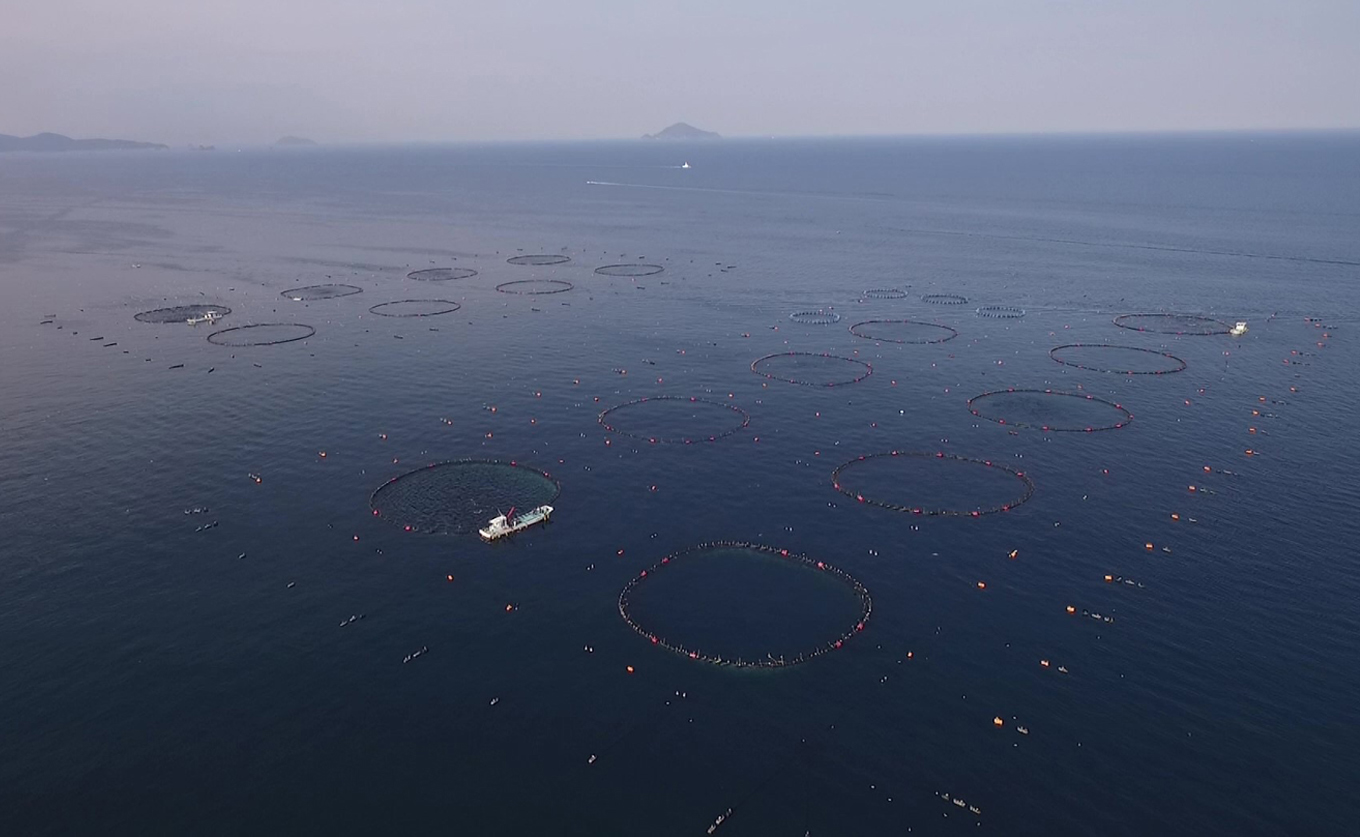 【訳アリ】養殖本マグロ 赤身 300g 黒潮本まぐろ｜不定貫 不揃い 刺身用 家庭用 最優秀賞受賞 日本一 配達日指定可 指定日配送可 本まぐろ まぐろ 鮪 小分け 個包装 丼 寿司 柵 急速冷凍 解凍簡単 産地直送 高知県 大月町