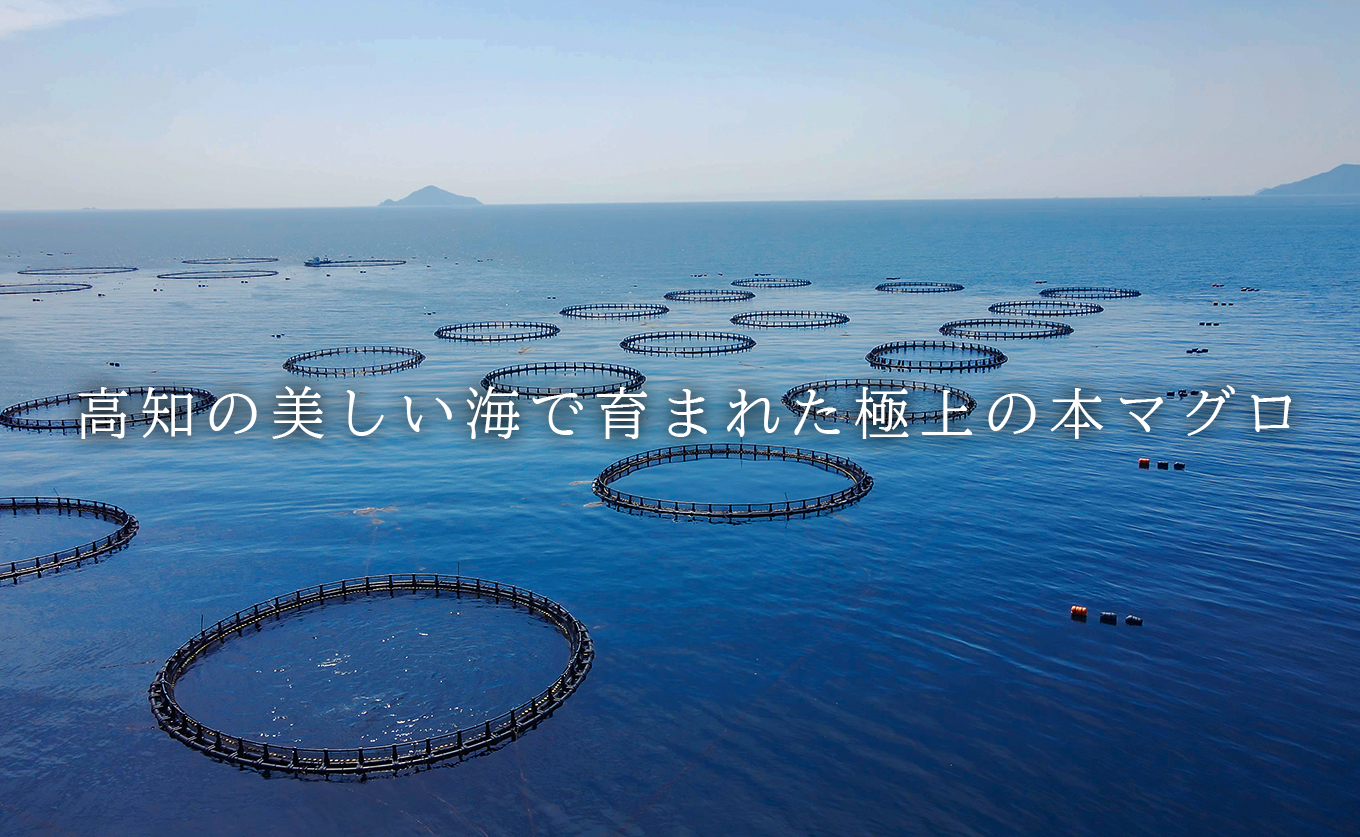 国産 養殖本マグロ 赤身600g｜刺身用 冷凍 まぐろ 鮪 柵 家庭用 夫婦 晩酌 ギフト 御歳暮 御中元 内祝い 手土産 海鮮丼 寿司 手巻き 急速冷凍 解凍簡単 贈答 お祝い 年末年始 産地直送 配達日指定可 うみのファーム 高知県