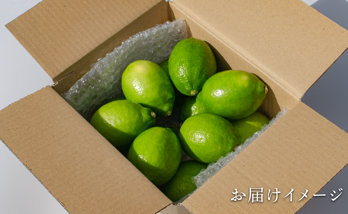 グリーンレモン 1.2kg ハウス栽培 国産 レモン 檸檬 れもん 柑橘 フルーツ 果物 香り 爽やか 果汁 レモンサワー レモネード レモン水 料理 ドリンク お菓子作り アレンユーレカ 高知県大月町