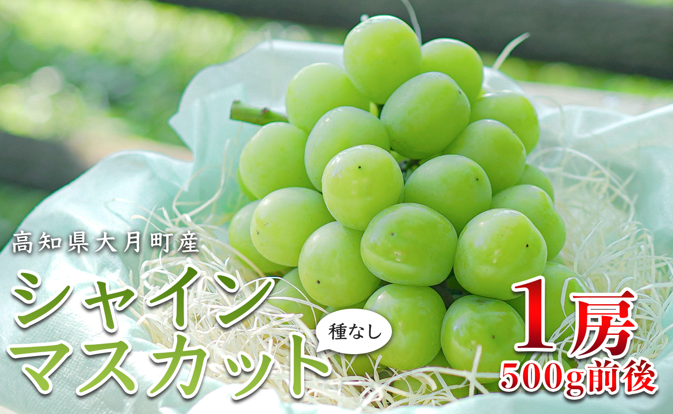 【2026年8･9月発送】 シャインマスカット 1房 (500g) 種なし 人気 ぶどう ブドウ 葡萄 マスカット 数量限定 期間限定 先行予約 冷蔵 果物 くだもの フルーツ ギフト 贈答 甘い おすすめ 新鮮 こだわり 松田ぶどう園 高知 大月町