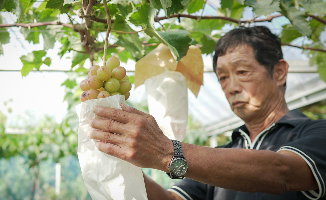 【2026年8･9月発送】大粒 ぶどう 種なし 雄宝 1房 (700g)  高級 ブドウ 葡萄 グレープ 数量限定 期間限定 先行予約 冷蔵 果物 くだもの フルーツ ギフト 贈答 甘い おすすめ 人気 新鮮 こだわり 松田ぶどう園 高知 大月町