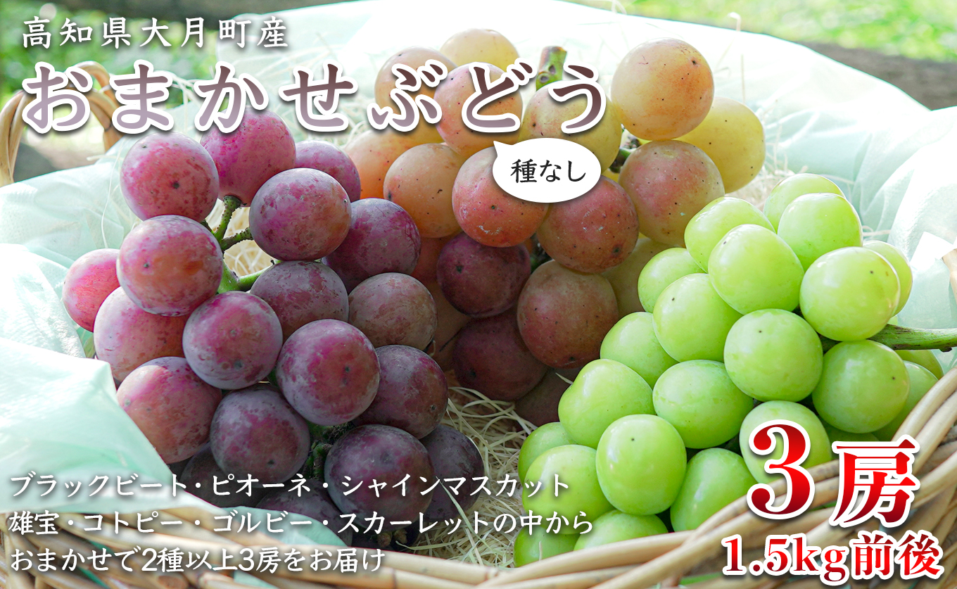 【2026年8･9月発送】ぶどう 種なし おまかせ 3房 (1.5kg) シャインマスカット ブドウ 葡萄 グレープ 贅沢 厳選 数量限定 期間限定 先行予約 冷蔵 果物 くだもの フルーツ ギフト 贈答 おすすめ 人気 松田ぶどう園 高知 大月町