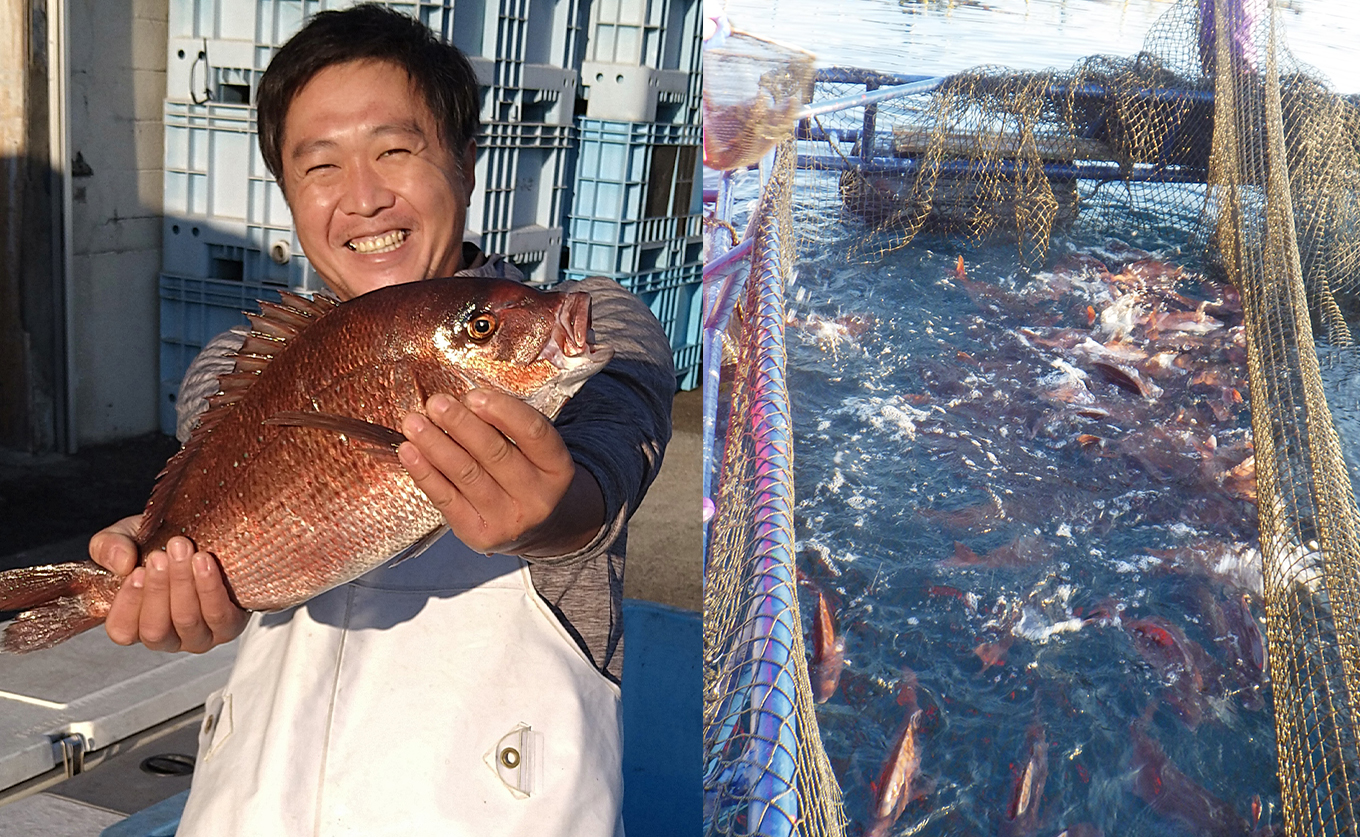 【先行受付】 朝獲れ 真鯛 フィーレ 皮付き 皮なし 500g以上 刺身 冷蔵 養殖 たい タイ マダイ セット 真空パック 産地直送 当日発送 鮮度抜群 鯛めし 鯛丼 カルパッチョ お取り寄せ ギフト 贈答 はやぶさ水産 四国 高知県 大月町 柏島産