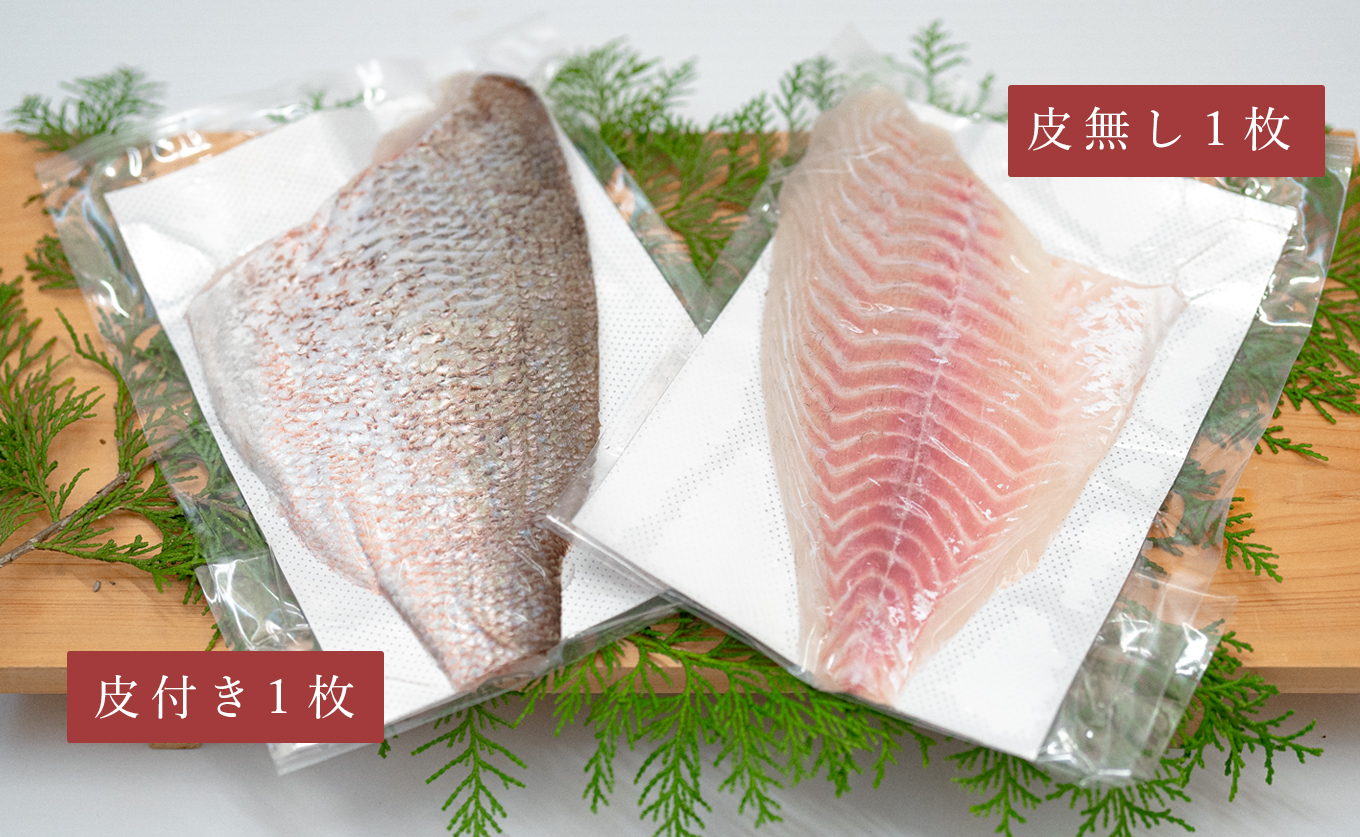 【先行受付】 朝獲れ 真鯛 フィーレ 皮付き 皮なし 500g以上 刺身 冷蔵 養殖 たい タイ マダイ セット 真空パック 産地直送 当日発送 鮮度抜群 鯛めし 鯛丼 カルパッチョ お取り寄せ ギフト 贈答 はやぶさ水産 四国 高知県 大月町 柏島産