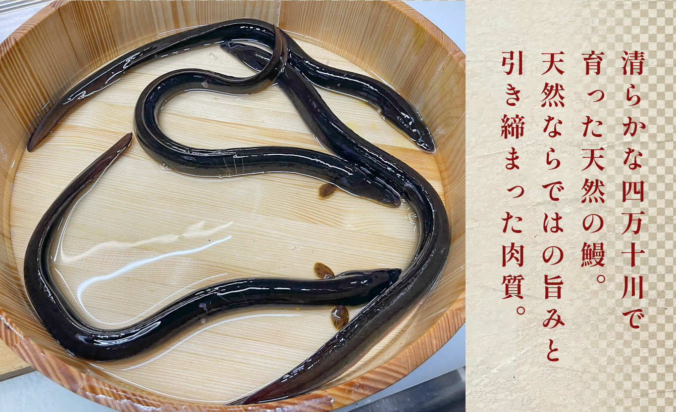 希少 天然 鰻 蒲焼 約1～2人前 200g 国産 四万十川 うなぎ ウナギ  蒲焼き ウナギ蒲焼 鰻蒲焼 うな重 備長炭 炭火 炭火焼き 冷凍 湯せん 小分け 贈答 お取り寄せ ギフトご褒美 簡単 土用の丑の日 高知県 大月町