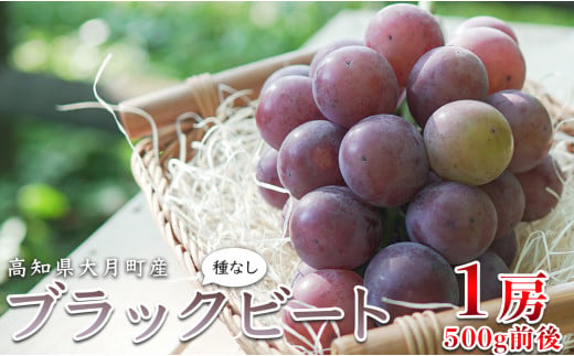 【2026年8月発送】ぶどう 種なし ブラックビート 1房 (500g) ブドウ 葡萄 グレープ 数量限定 期間限定 先行予約 冷蔵 果物 くだもの フルーツ ギフト 贈答 甘い おすすめ 人気 新鮮 こだわり 松田ぶどう園 高知 大月町