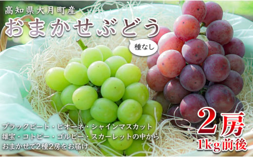 【2026年8･9月発送】ぶどう 種なし おまかせ 2房 (1kg) シャインマスカット ブドウ 葡萄 グレープ 厳選 数量限定 期間限定 先行予約 冷蔵 果物 くだもの フルーツ ギフト 贈答 おすすめ 人気 新鮮 松田ぶどう園 高知 大月町
