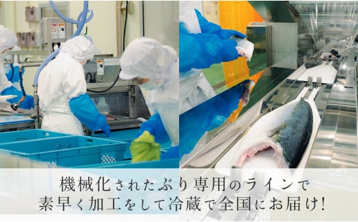 養殖ぶり 2柵セット｜養殖ぶり ロイン サク うみのファーム ぶり 鰤 ブリ 新鮮 真空 魚介 刺身 ぶりしゃぶ カルパッチョ 丼 寿司 国産 贈答 ギフトお歳暮 配達日指定可 産地直送 冷蔵配送 おすすめ 人気 高知県 大月町産