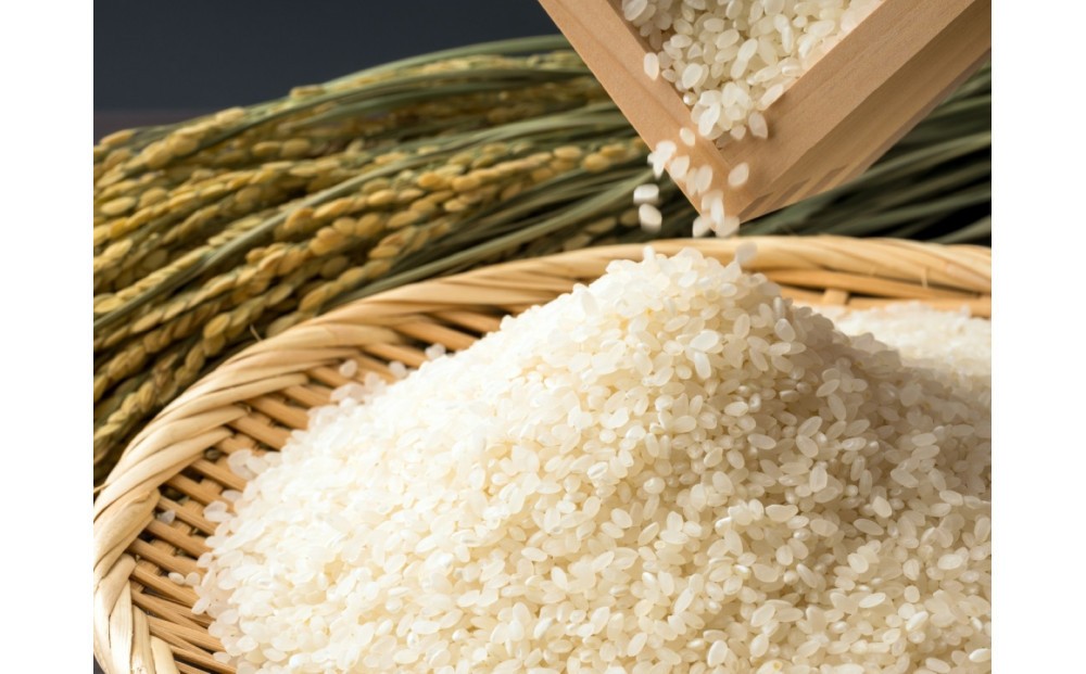 福岡限定のお米「めし丸　元気つくし」5kg×1袋　令和7年産