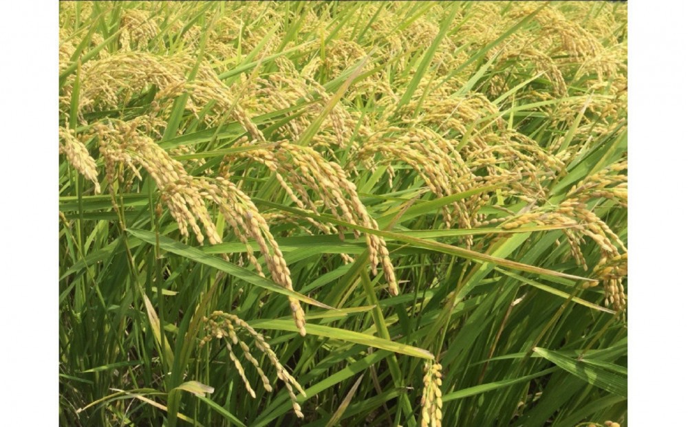 福岡限定のお米「めし丸　元気つくし」2kg×1袋　令和7年産