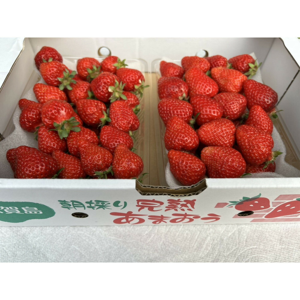 朝どり完熟あまおう盛り合わせ1000g　福岡市志賀島産