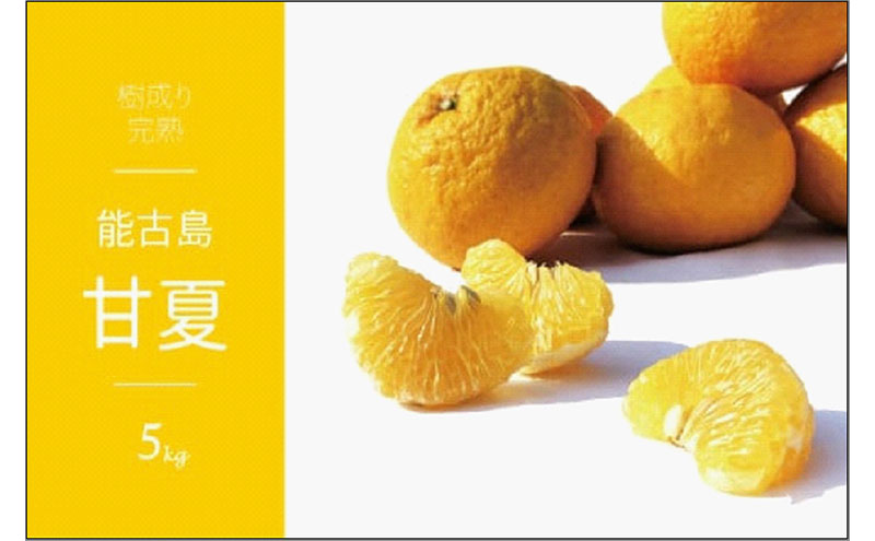福岡県 能古島産 甘夏 5kg