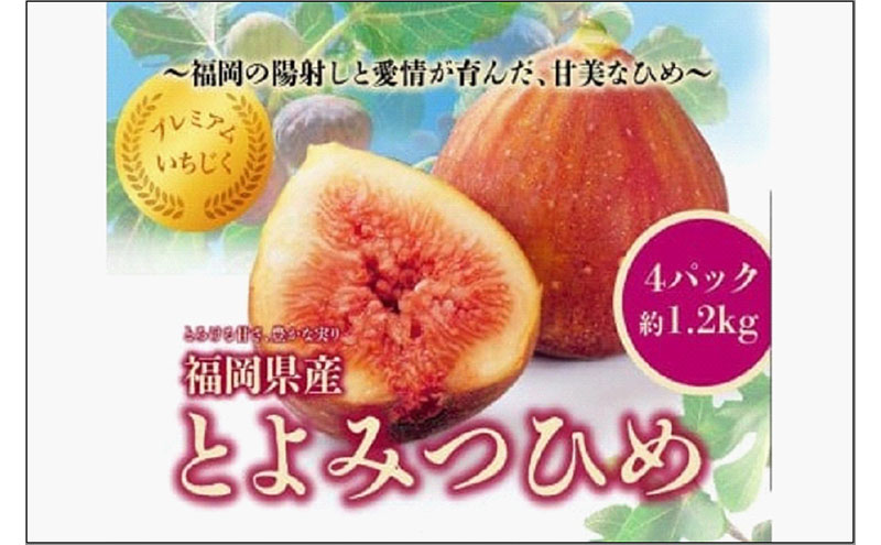 [2026年8月以降発送]とよみつひめ 4パック約1200gセット(福岡市) イチジク いちじく 無花果