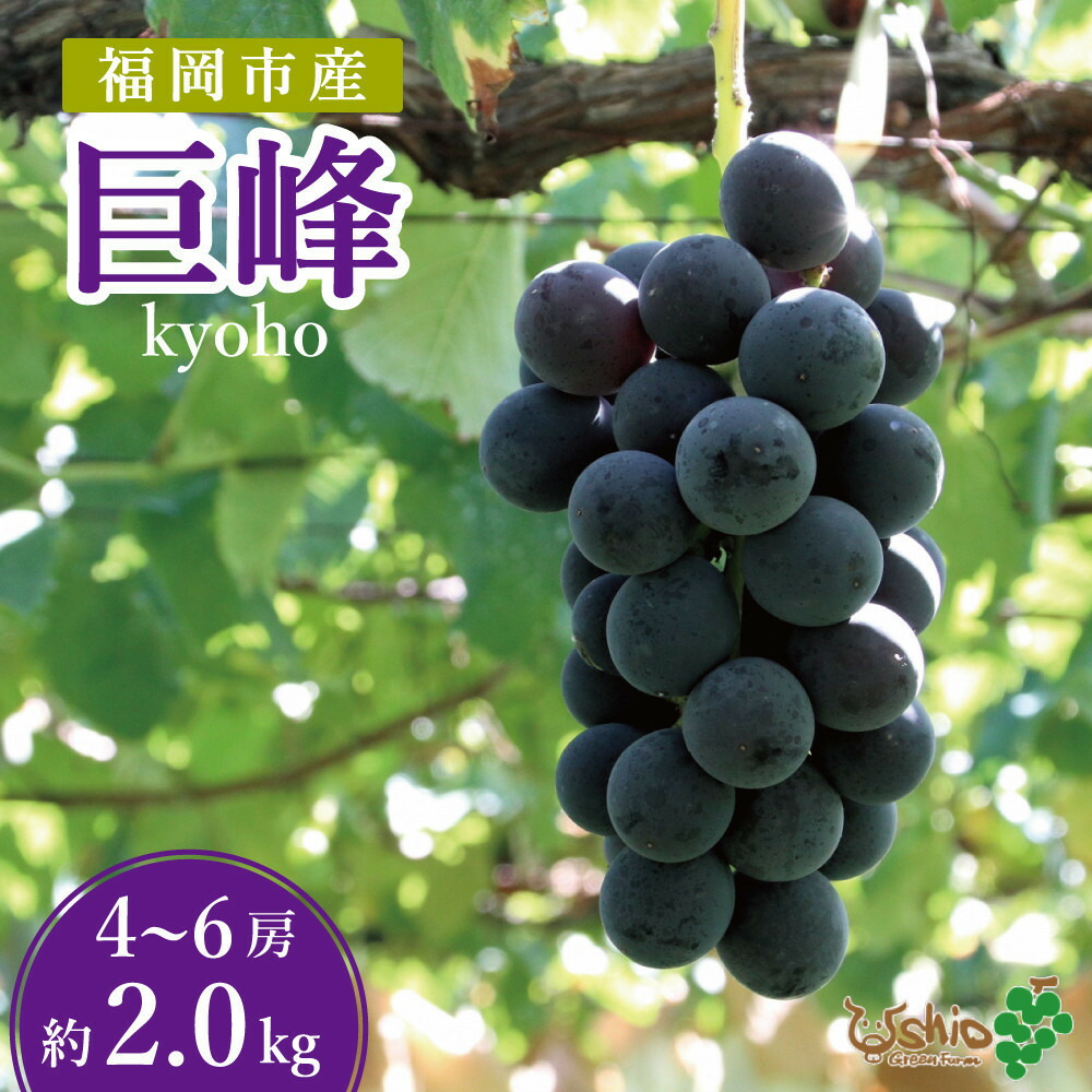 【2026年8月以降順次発送】福岡市産巨峰2000g   5房前後【北海道・沖縄・離島発送不可】