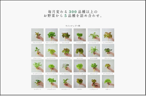 【2回定期便】常備野菜5種詰め合わせ│ドレッシング要らず 一ヶ月日持ち 洗わずそのまま 付け合わせ専用 ミディアムリーフ 5つ星ホテル採用