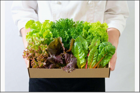 常備野菜5種詰め合わせ│ドレッシング要らず 一ヶ月日持ち 洗わずそのまま 付け合わせ専用 ミディアムリーフ 5つ星ホテル採用