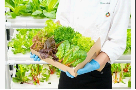 常備野菜5種詰め合わせ│ドレッシング要らず 一ヶ月日持ち 洗わずそのまま 付け合わせ専用 ミディアムリーフ 5つ星ホテル採用