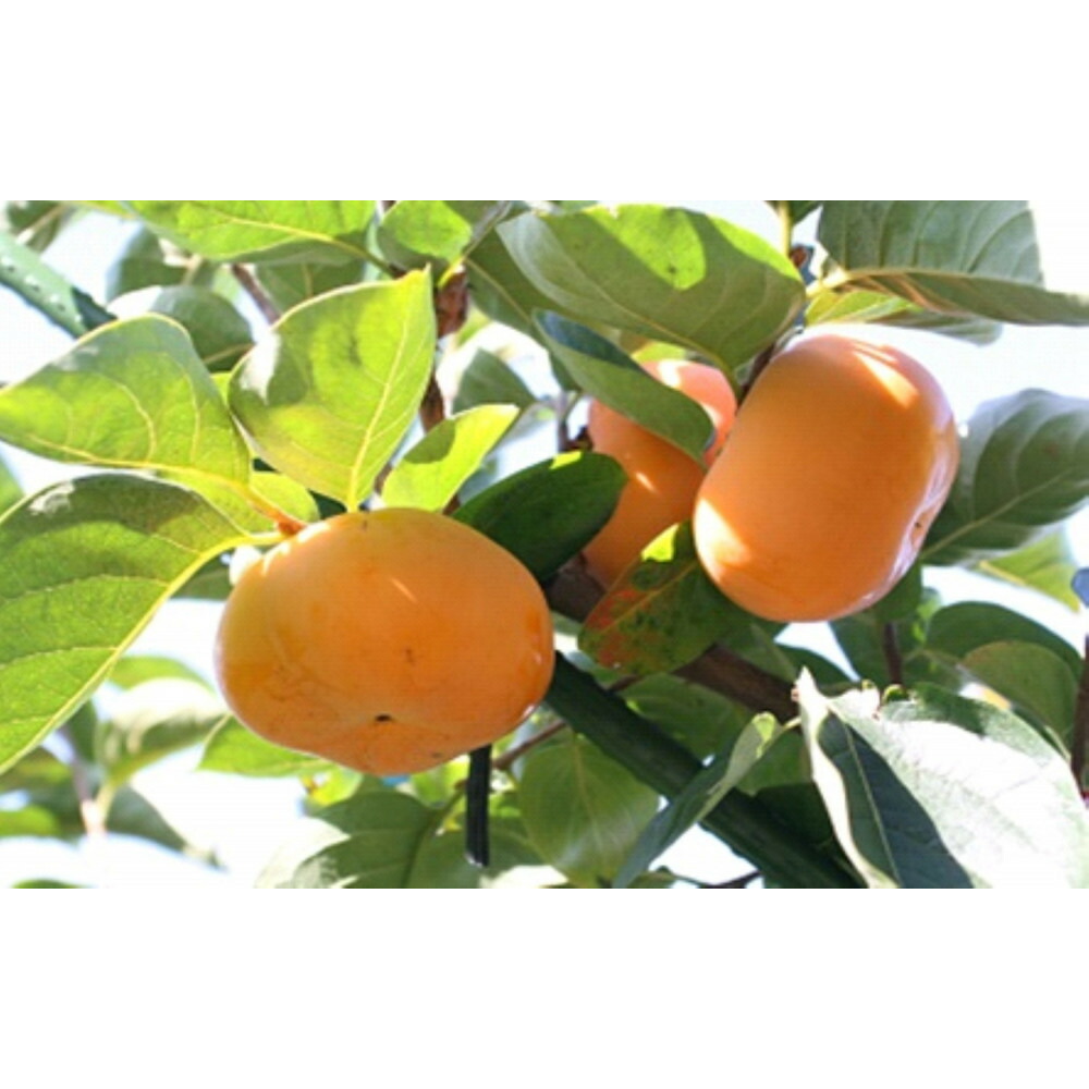 ＜2026年11月上旬から中旬 発送＞福岡県オリジナル品種【秋王】（柿）約3.5kg