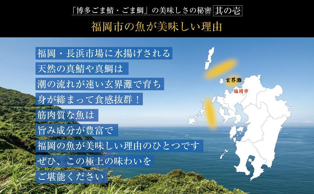 博多名物　ごま鯖800g（100ｇ×8個）長浜市場水揚げ天然真鯖使用