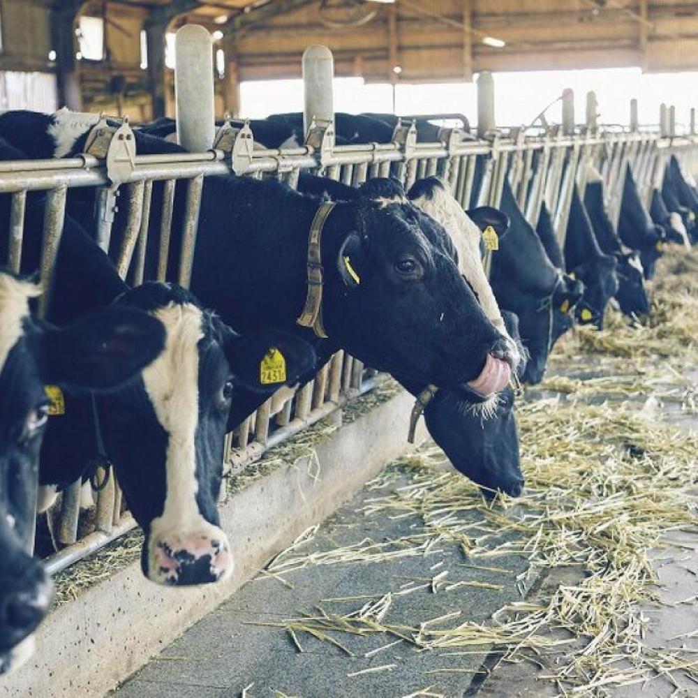 【全3回定期便】のむヨーグルト伊都物語 100ml×30本セット | 楽天ふるさと 納税 福岡 福岡県 福岡市 飲むヨーグルト のむヨーグルト 伊都物語 ヨーグルト セット 乳製品 お礼の品 返礼品 スイーツ 牧場