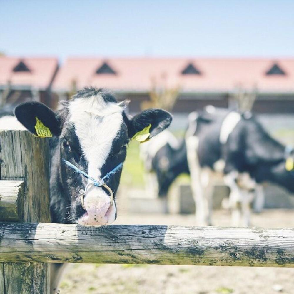 【全3回定期便】のむヨーグルト伊都物語 100ml×30本セット | 楽天ふるさと 納税 福岡 福岡県 福岡市 飲むヨーグルト のむヨーグルト 伊都物語 ヨーグルト セット 乳製品 お礼の品 返礼品 スイーツ 牧場