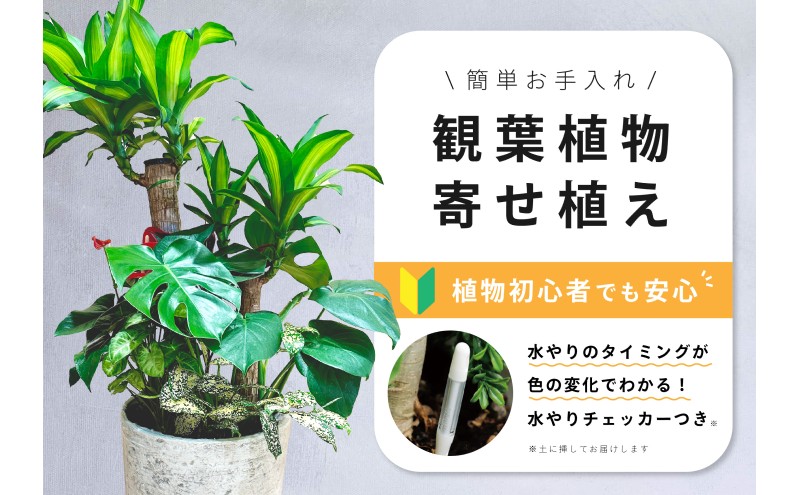 【福岡市】観葉植物の寄せ植え（幸福の木）観葉植物 植物 花 木 インテリア アクセント