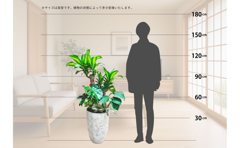 【福岡市】観葉植物の寄せ植え（幸福の木）観葉植物 植物 花 木 インテリア アクセント