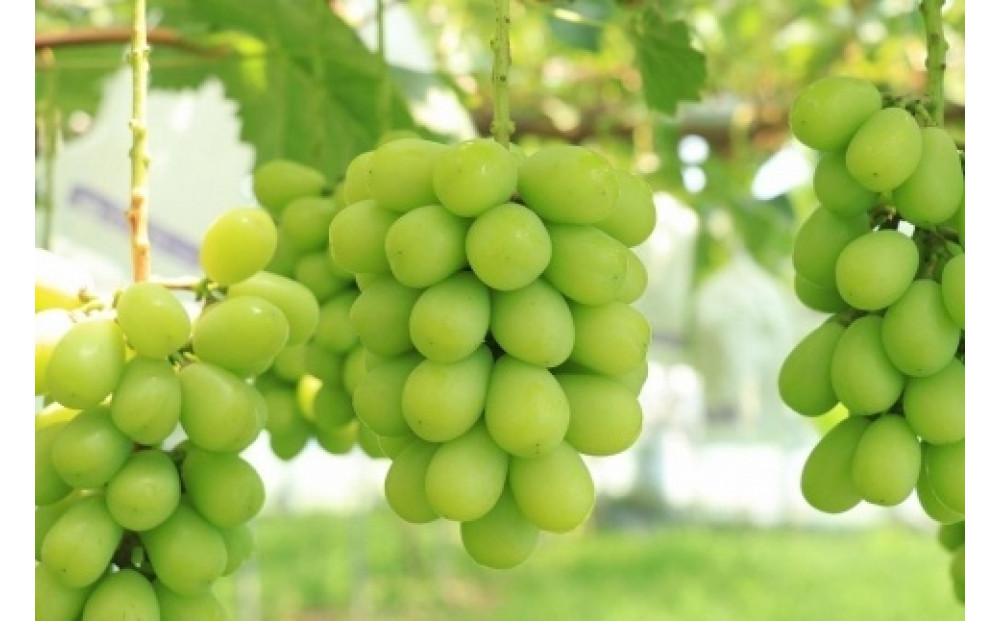 【2026年8月以降順次発送】福岡市産シャインマスカット【北海道・沖縄・離島配送不可】