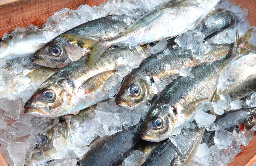 蜊壼、壼ソ苓ウ蟲カ縲蟷イ迚ゥ縺九▽繧縺セ螳夂分蟷イ迚ゥ隧ー蜷医○